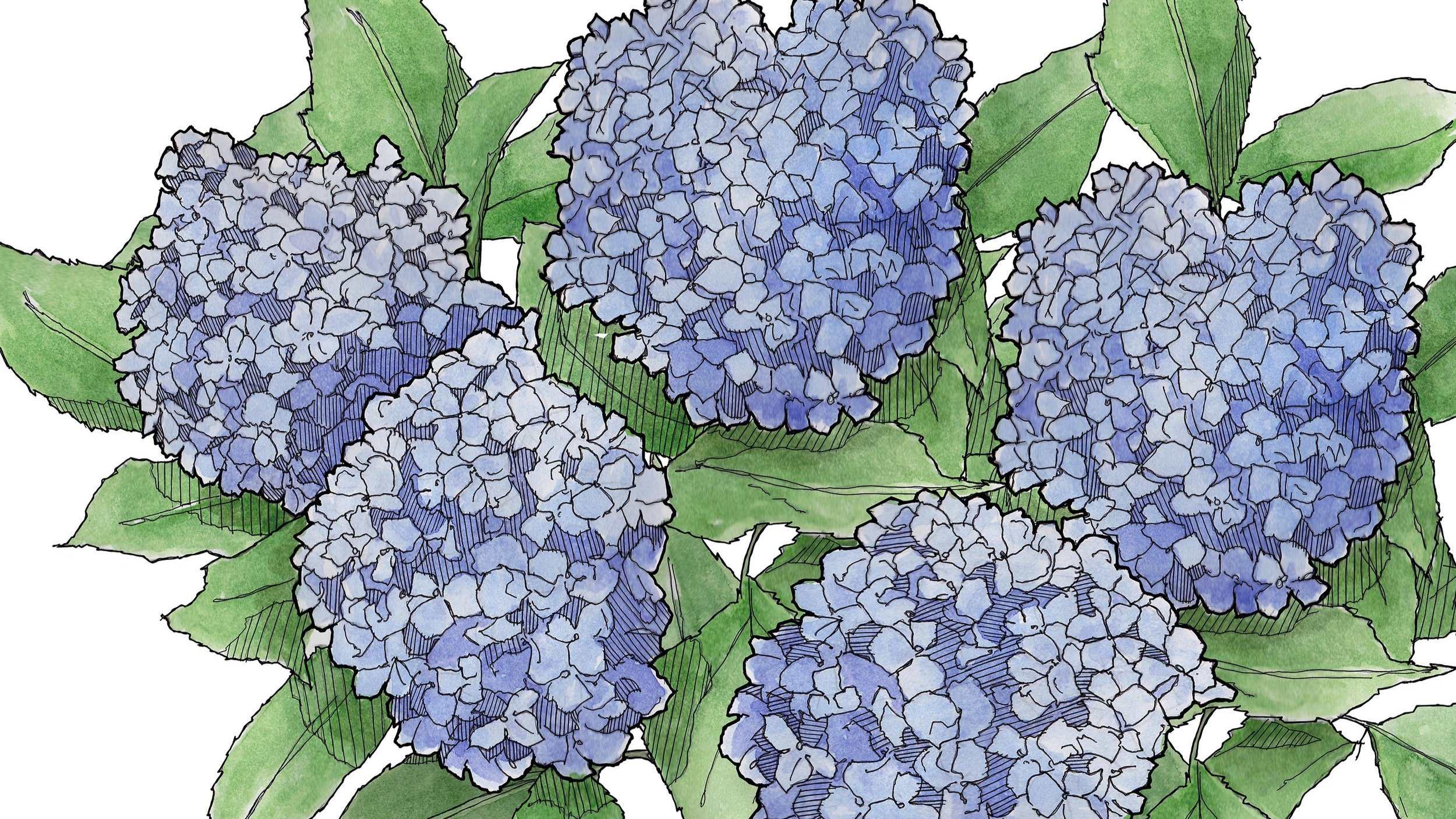 HYDRANGEA — Vineyard Gardens